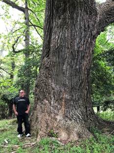 A person standing next to a large tree

Description automatically generated