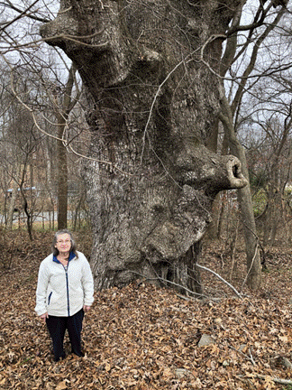 http://mdbigtrees.com/TreeImages/BT-1882.2018.1.jpg