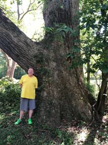 J:\ZBig Tree Information\Baltimore County\Nomination forms\Photos\BT-0647 Bogan Yellow Poplar.jpg