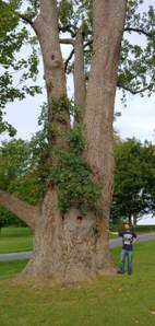 J:\ZBig Tree Information\Baltimore County\Nomination forms\Photos\BT-3890 Hampton Mansion Yellow Poplar 1.jpg