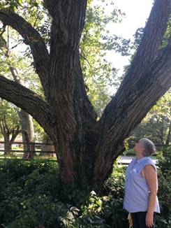 J:\ZBig Tree Information\Anne Arundel County\Nominations\Photos\BT-3874 Brady Japanese Chestnut.jpg
