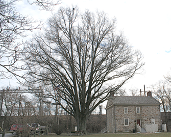 A tree in front of a building

Description automatically generated with medium confidence