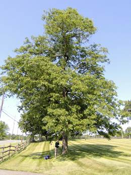 A large tree in a park

Description automatically generated with medium confidence