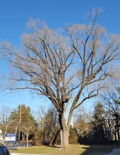 A picture containing tree, outdoor, sky, plant

Description automatically generated