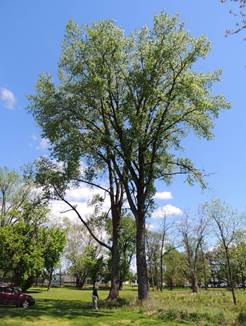 A tree in a park

Description automatically generated with low confidence